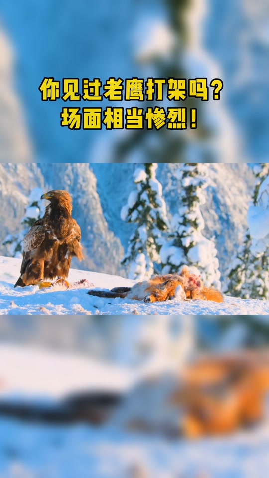 关于猛龙与老鹰大战，谁能笑到最后？的信息
